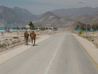 Marneefské útesy.  Dhofarské hory. Cestou k útesům Marneef.  Dhofárské hory jsou nižší a menší, než asi 1000 km vzdálené pohoří Hajar, ale velice zajímavé.  A právě zde v Dhofáru se nacházela legendární Arabia felix – sídlo královny ze Sáby. Její říše, patřící k nejbohatším na světě, zasahovala i na území dnešního Jemenu. : Útesy Marneef