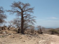 Dorfarské hory  Baobab (Adansonia) je rod rostlin z čeledi slézovité (Malvaceae). Baobabů je 8 druhů.  V Ománu roste Baobab prstnatý (Adansonia digitata) je baobab z čeledi slézovité.   Obecně baobaby rostou v oblastech s obdobím sucha.