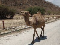 Wadi Darbat  Zvířata jsou domestikována, a tak nemají strach, nechají se fotit, ale také si drze vynucují průchod přes asfaltovou cestu. Raději před dvěma takovými výtečníky, byť si je filmuji zblízka raději uhýbám. Umí totiž plivat, a to by v tom vedru tady nemuselo být nadvakrát příjemné. : Wadi Darbat