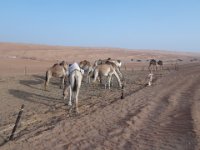 Poušť  Wahiba sands.  Velbloudi jsou neodmyslitelnou součástí života nomádů, : Wahiba sands.