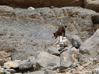Kaňon - Wadi Ghul  Cestou nás stále někdo sleduje. Je tady spousta koz, které umně zdolávají těžký terén. Žijí v sušině, a tak jim nechutná ani jablko, které jsme jim nabídli. Asi bylo hodně šťavnaté. : Kaňon, Wadi Ghul