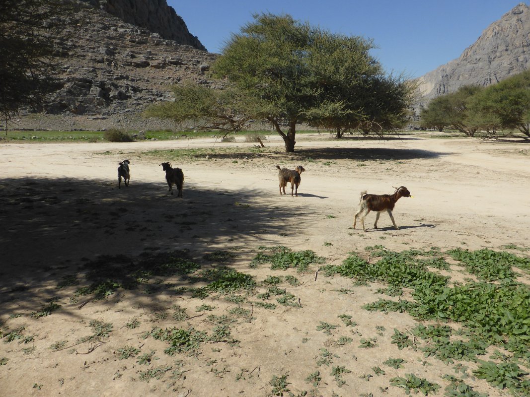 Národní park Khalidiya.