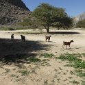Národní park Khalidiya.